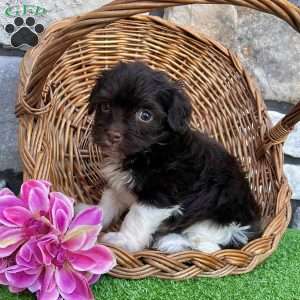 Raven, Havanese Puppy