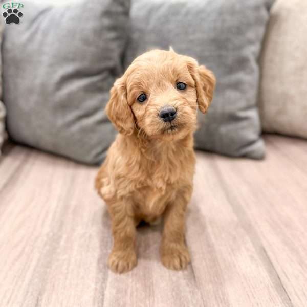 Phoebe, Mini Goldendoodle Puppy