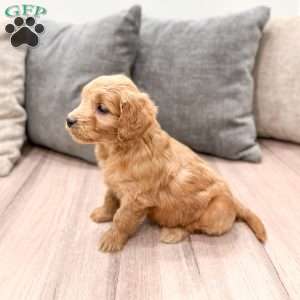 Phoebe, Mini Goldendoodle Puppy