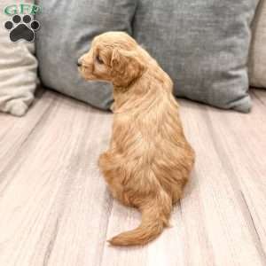 Phoebe, Mini Goldendoodle Puppy