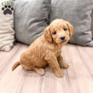 Phoebe, Mini Goldendoodle Puppy