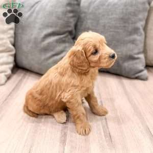 Phoebe, Mini Goldendoodle Puppy