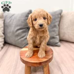 Phoebe, Mini Goldendoodle Puppy