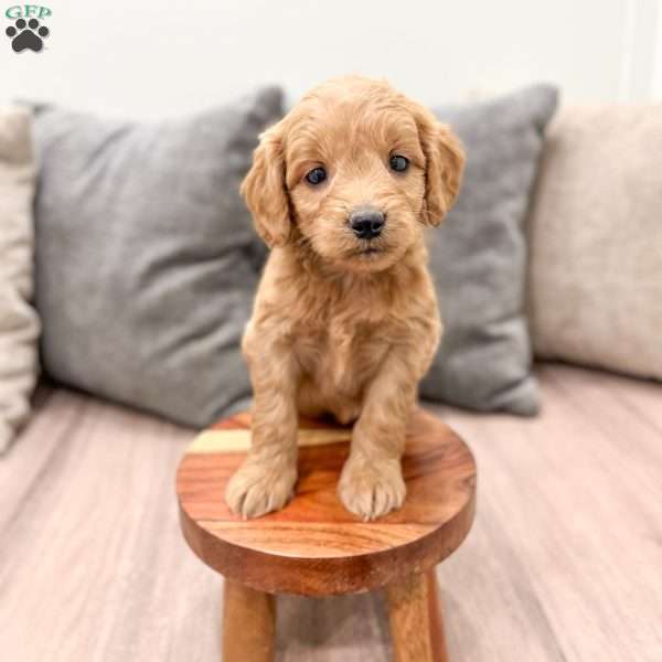 Phoebe, Mini Goldendoodle Puppy