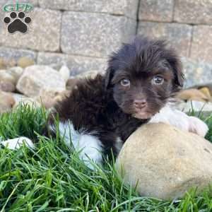 Raven, Havanese Puppy