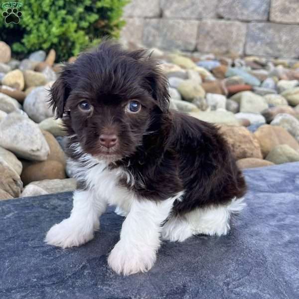 Raven, Havanese Puppy