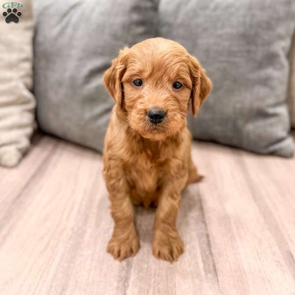 Cleo, Mini Goldendoodle Puppy
