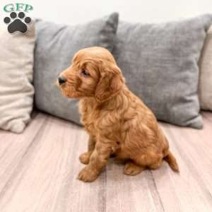 Cleo, Mini Goldendoodle Puppy