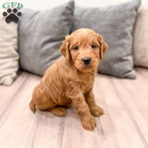 Cleo, Mini Goldendoodle Puppy