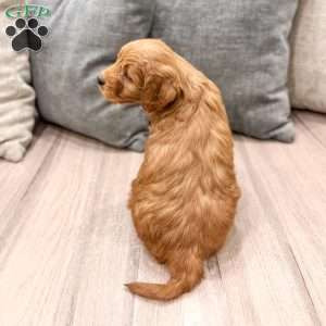 Cleo, Mini Goldendoodle Puppy
