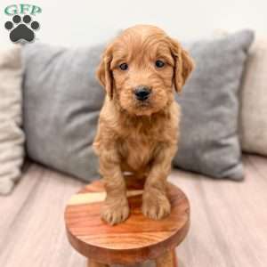 Cleo, Mini Goldendoodle Puppy