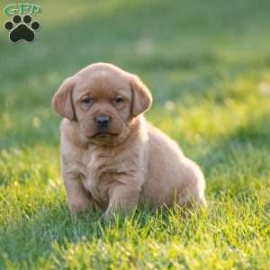 Rosemary, Fox Red Labrador Retriever Puppy
