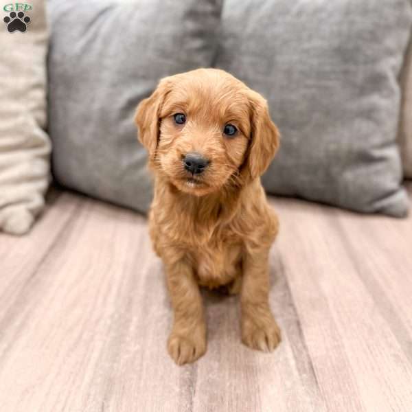 Poppy, Mini Goldendoodle Puppy