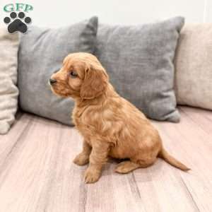 Poppy, Mini Goldendoodle Puppy