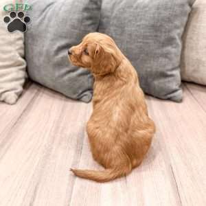 Poppy, Mini Goldendoodle Puppy