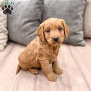 Poppy, Mini Goldendoodle Puppy