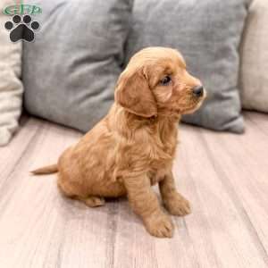 Poppy, Mini Goldendoodle Puppy