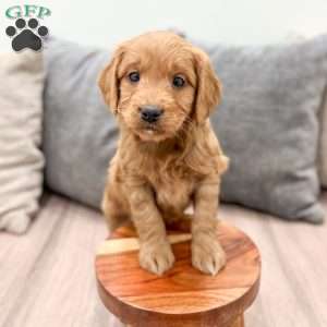 Poppy, Mini Goldendoodle Puppy