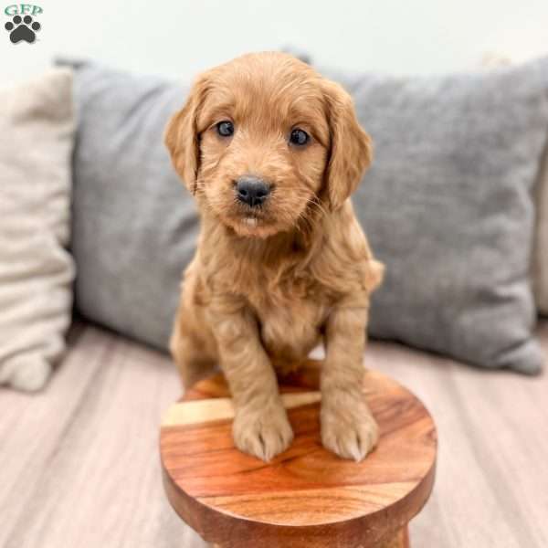 Poppy, Mini Goldendoodle Puppy