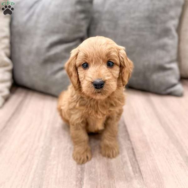 Paisley, Mini Goldendoodle Puppy