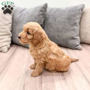 Paisley, Mini Goldendoodle Puppy