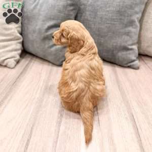 Paisley, Mini Goldendoodle Puppy