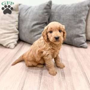 Paisley, Mini Goldendoodle Puppy