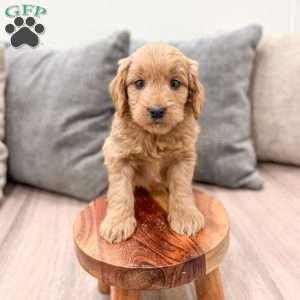 Paisley, Mini Goldendoodle Puppy