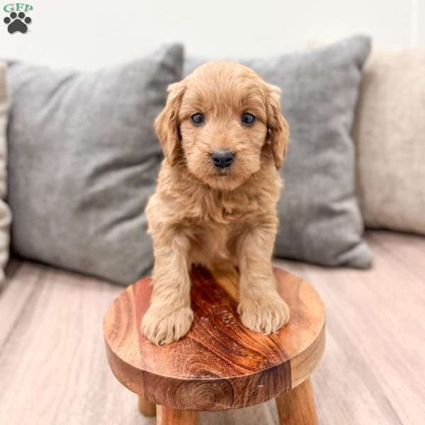 Paisley, Mini Goldendoodle Puppy