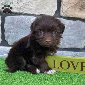 Rowdy, Havanese Puppy