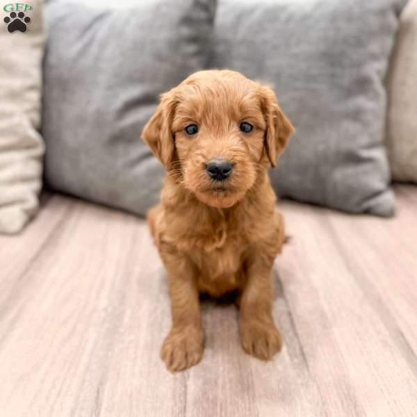 Cooper, Mini Goldendoodle Puppy