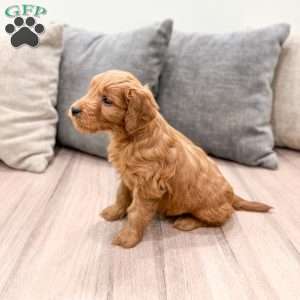 Cooper, Mini Goldendoodle Puppy