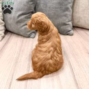 Cooper, Mini Goldendoodle Puppy