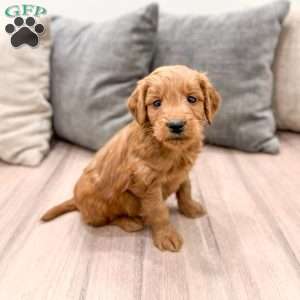 Cooper, Mini Goldendoodle Puppy