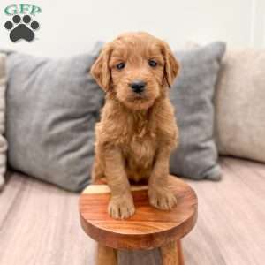 Cooper, Mini Goldendoodle Puppy