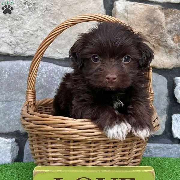 Rowdy, Havanese Puppy