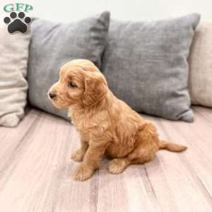 Peppa, Mini Goldendoodle Puppy