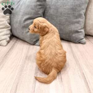 Peppa, Mini Goldendoodle Puppy