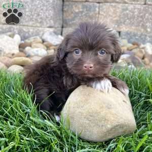 Rowdy, Havanese Puppy