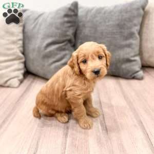 Peppa, Mini Goldendoodle Puppy