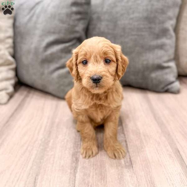 Peppa, Mini Goldendoodle Puppy