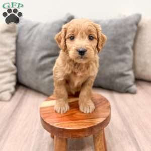 Peppa, Mini Goldendoodle Puppy