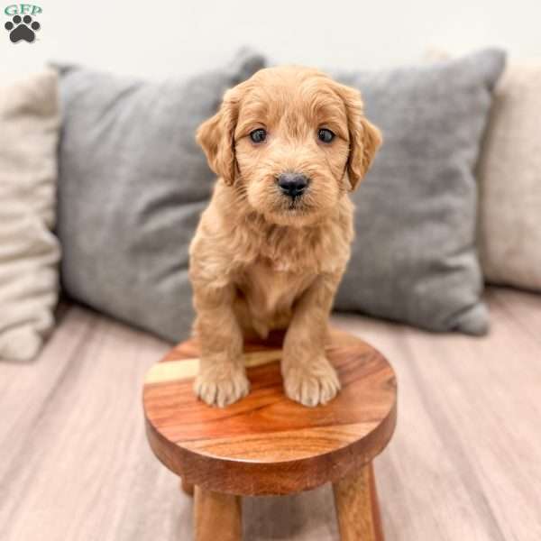 Peppa, Mini Goldendoodle Puppy