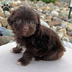 Rowdy, Havanese Puppy
