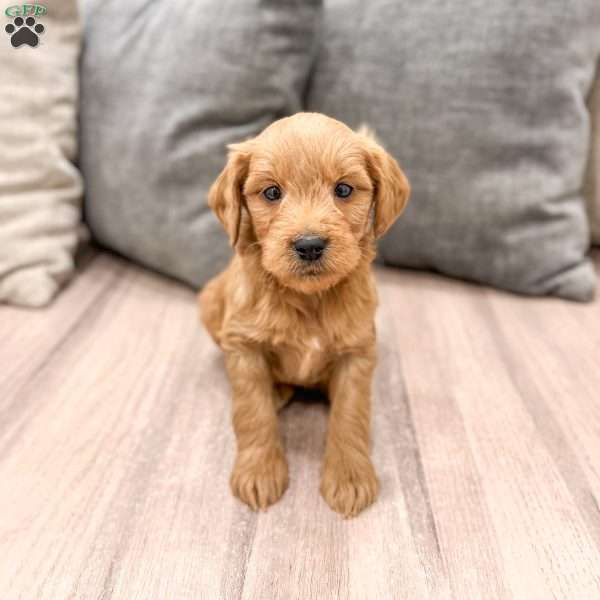 Princess, Mini Goldendoodle Puppy