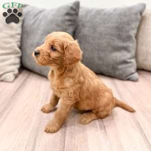 Princess, Mini Goldendoodle Puppy