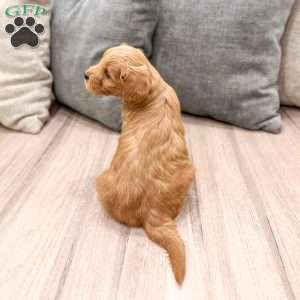Princess, Mini Goldendoodle Puppy