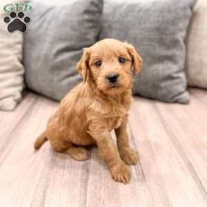 Princess, Mini Goldendoodle Puppy