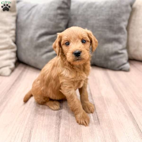 Princess, Mini Goldendoodle Puppy