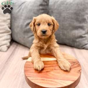 Princess, Mini Goldendoodle Puppy